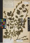Foto von Salix myrsinifolia Salisb.